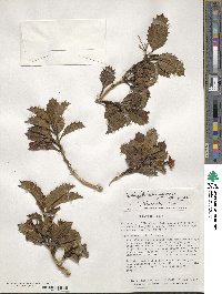 Desfontainia spinosa image