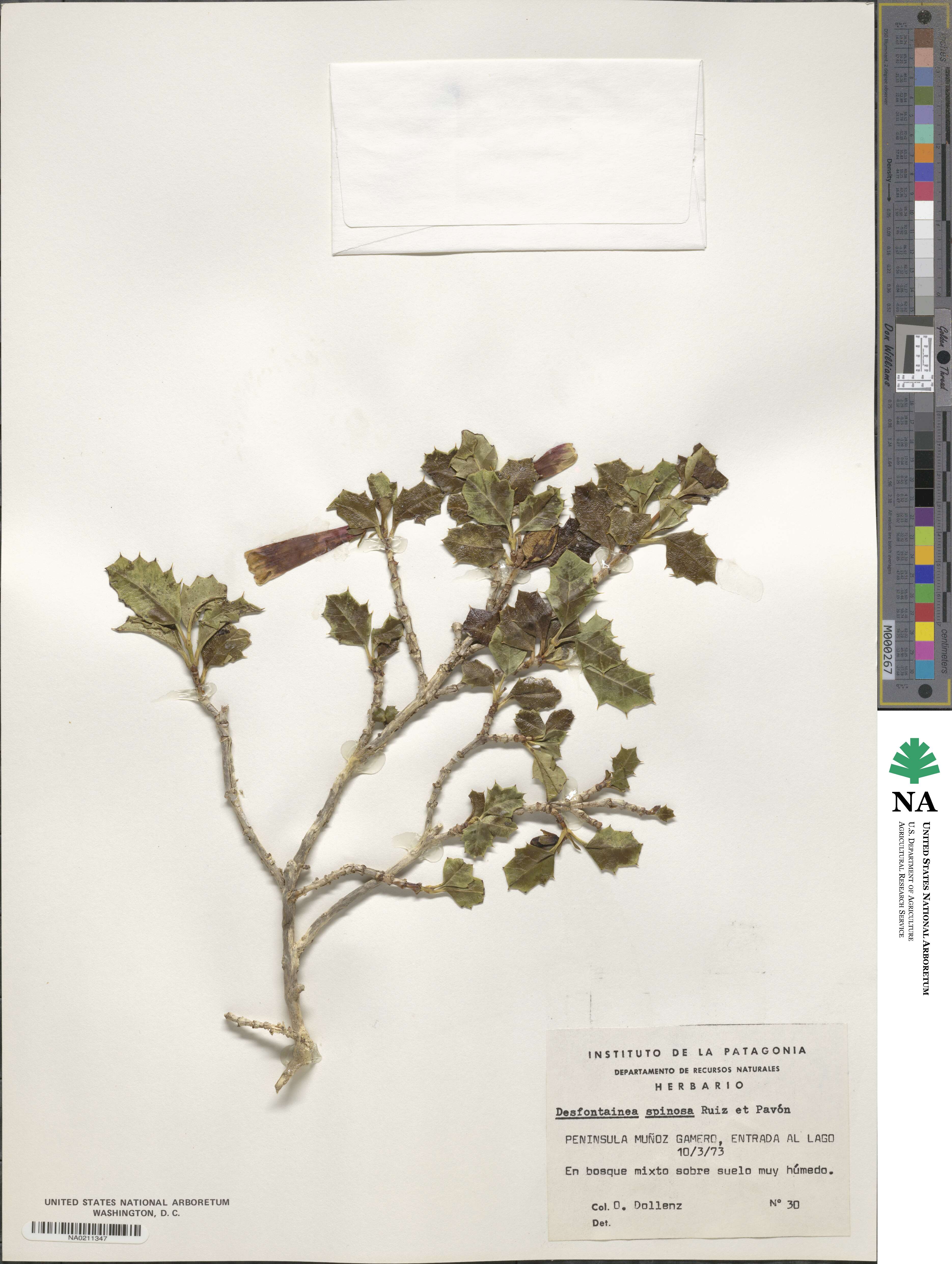 Desfontainia spinosa image