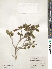 Desfontainia spinosa image