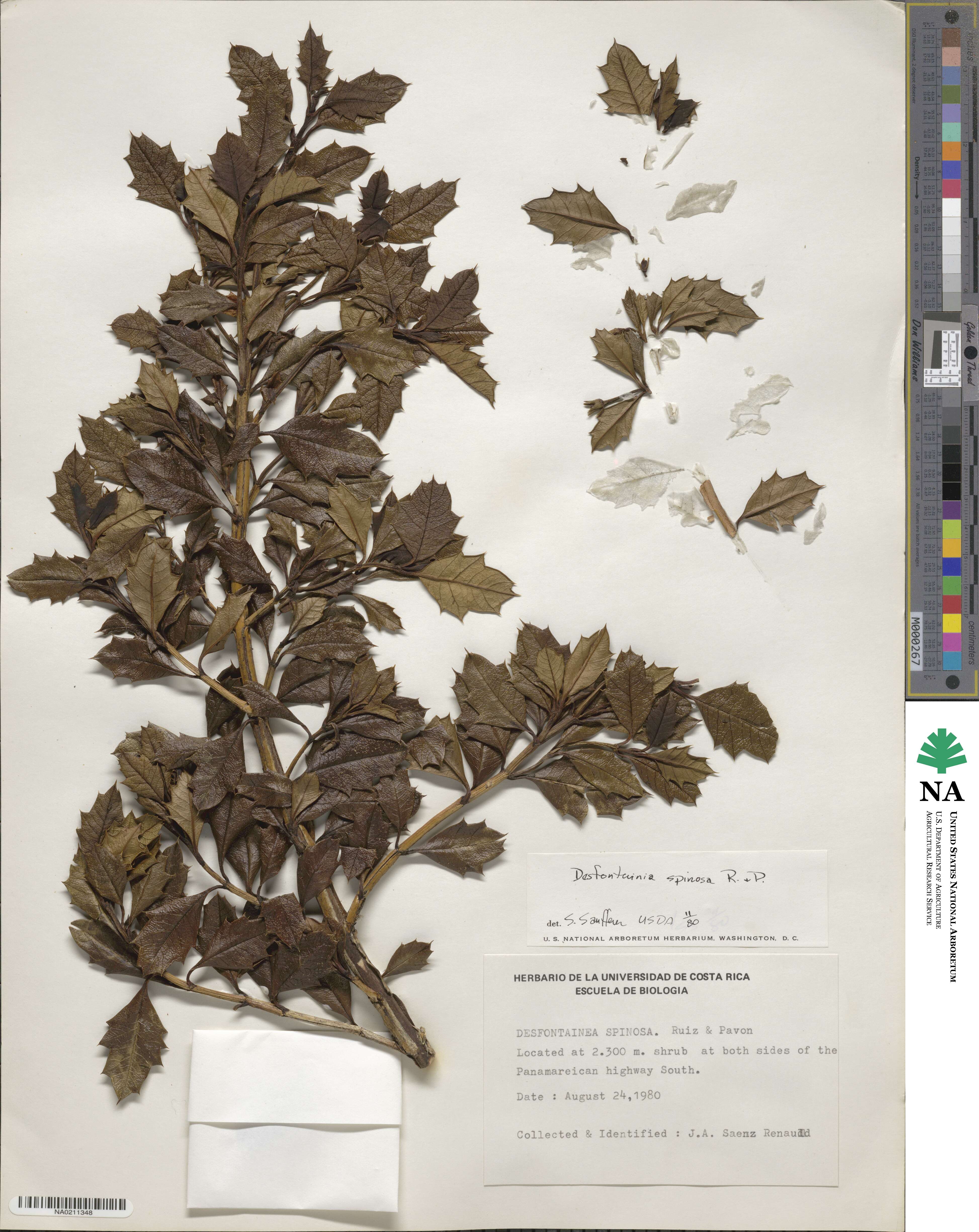 Desfontainia spinosa image