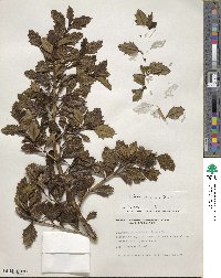 Desfontainia spinosa image