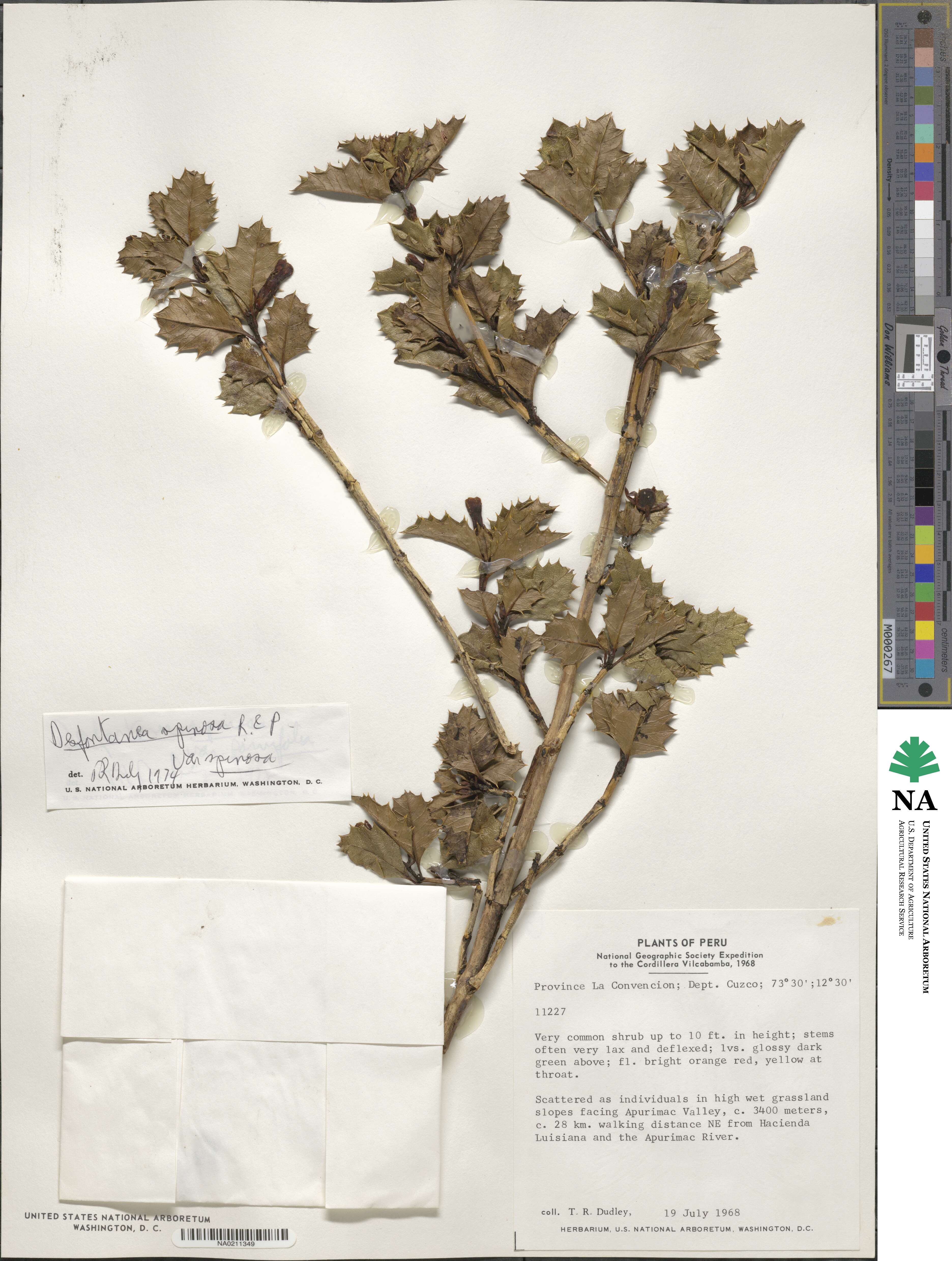 Desfontainia image