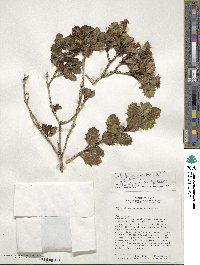 Desfontainia spinosa image