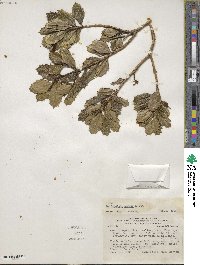 Desfontainia spinosa image