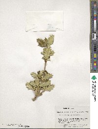 Desfontainia spinosa image