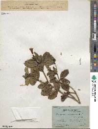 Desfontainia spinosa image