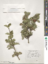 Desfontainia spinosa image