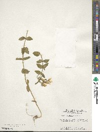 Sabatia angularis image