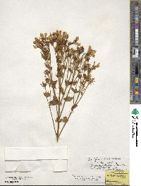 Sabatia angularis image