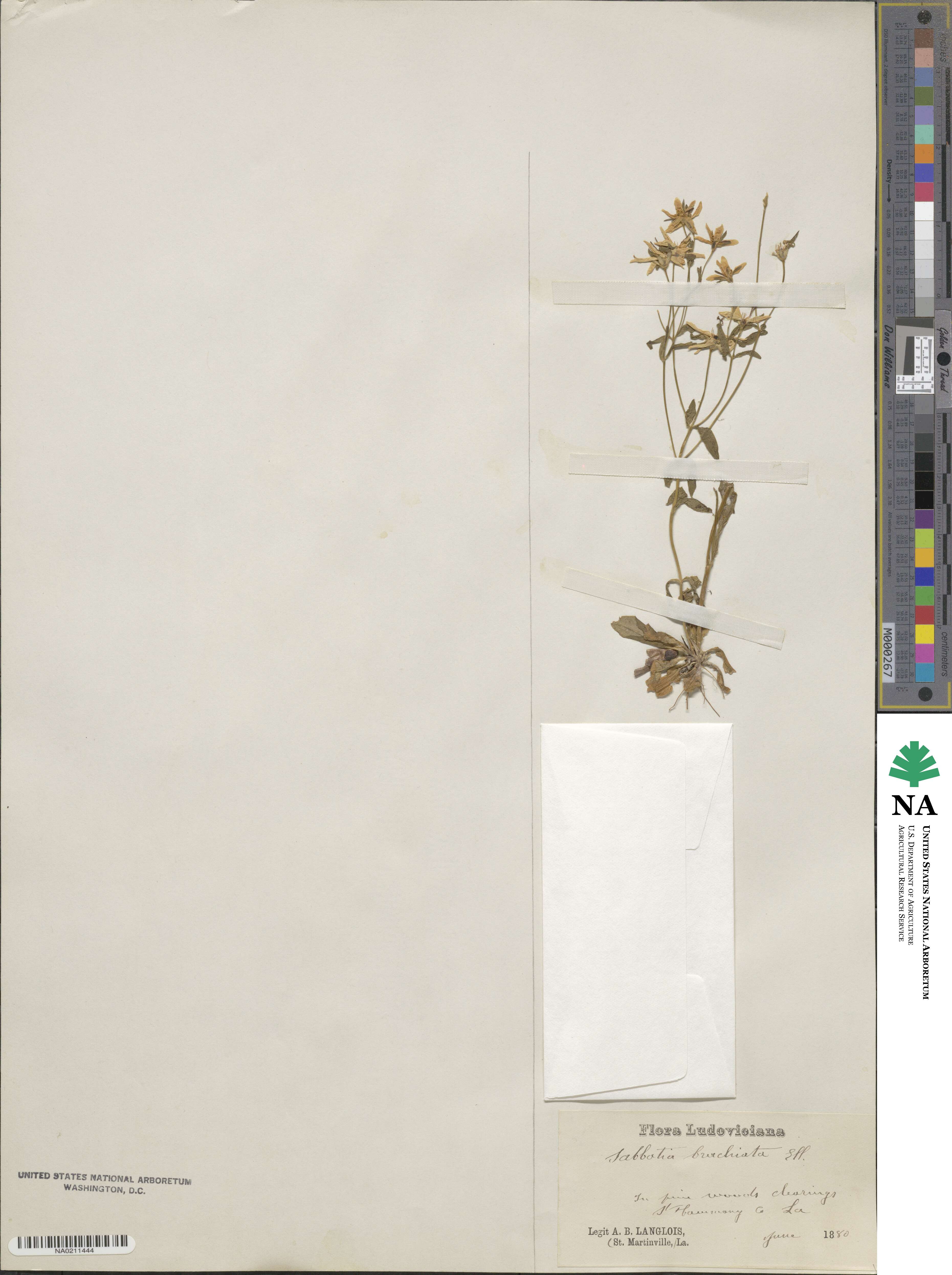 Sabatia brachiata image