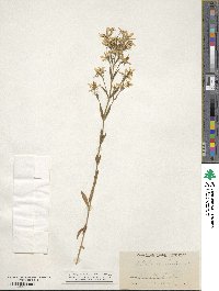 Sabatia brachiata image