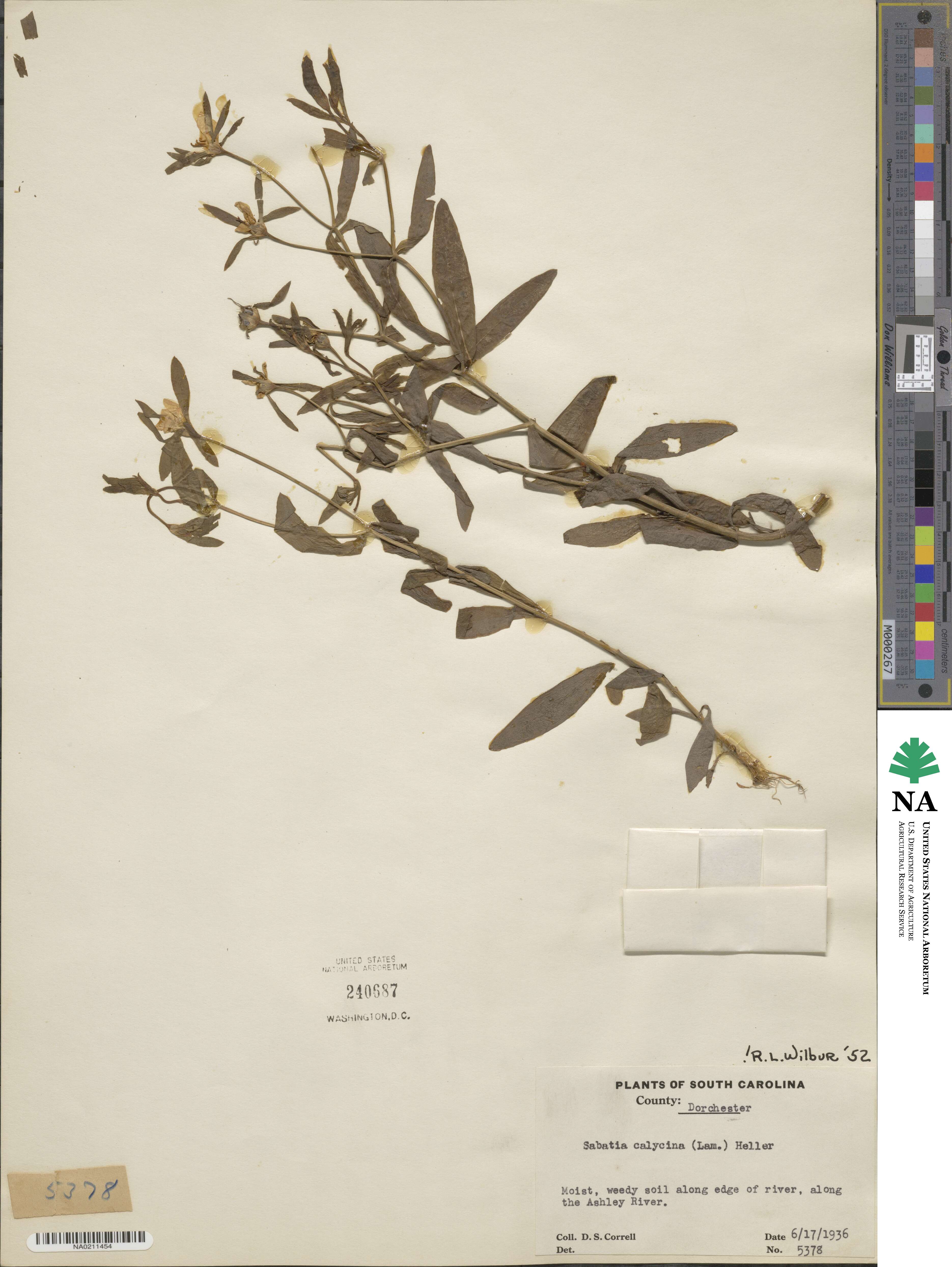 Sabatia calycina image