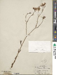 Sabatia campanulata image