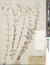 Sabatia campanulata image