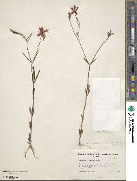 Sabatia campanulata image