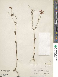 Sabatia campanulata image