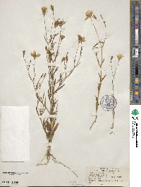 Sabatia campanulata image