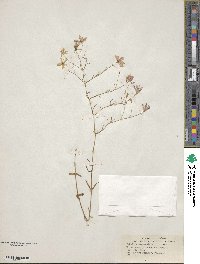 Sabatia campanulata image