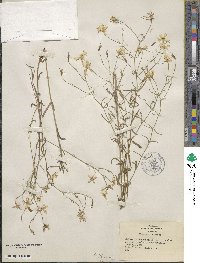 Sabatia campanulata image