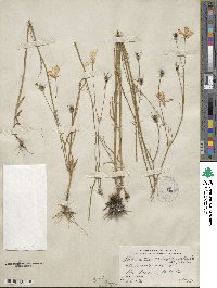 Sabatia campanulata image