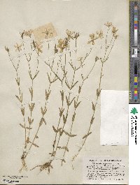 Sabatia campanulata image