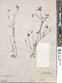 Sabatia campanulata image