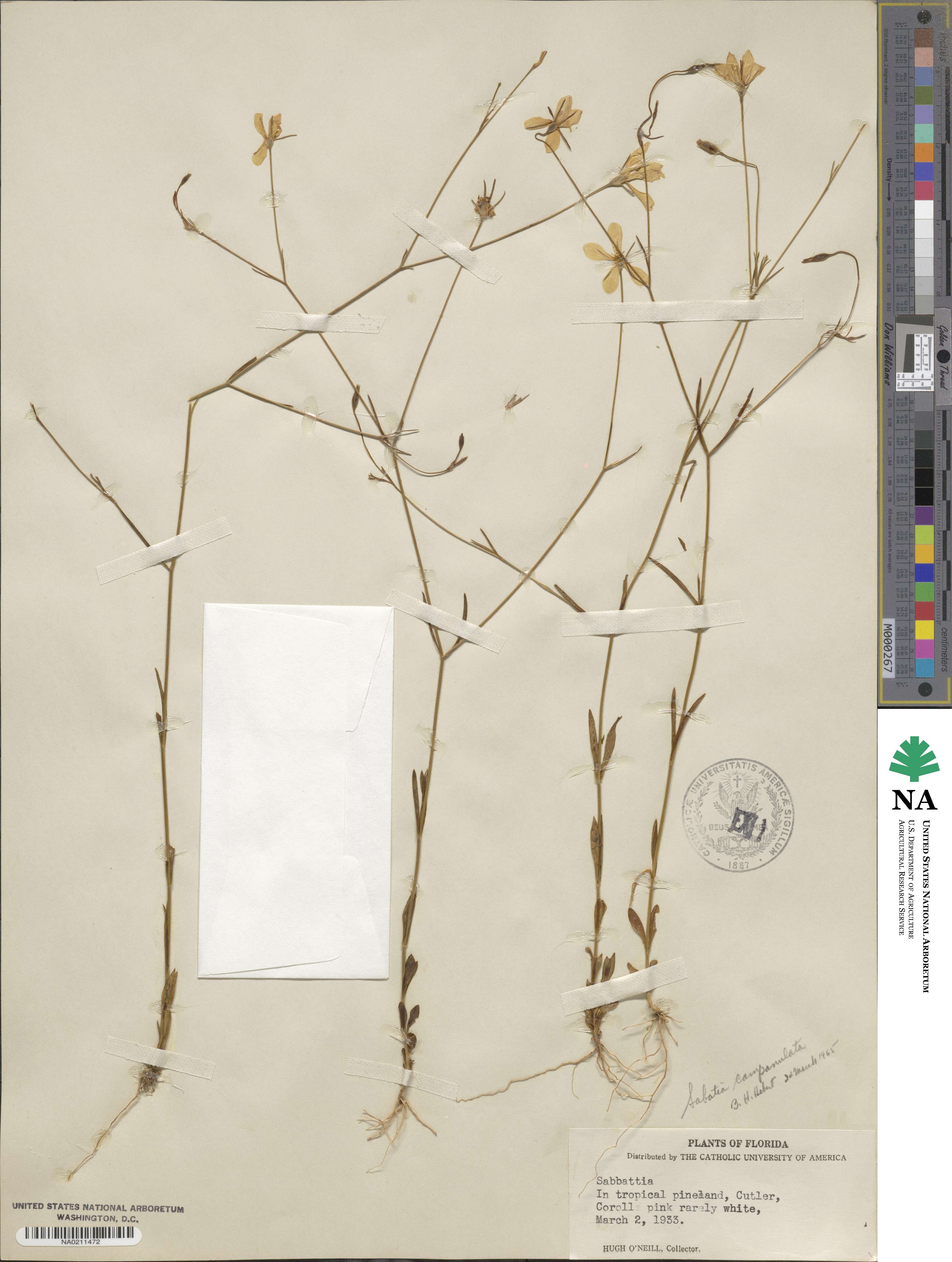 Sabatia campanulata image