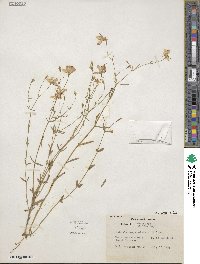 Sabatia campanulata image