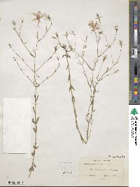 Sabatia campanulata image