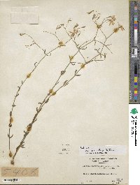 Sabatia campanulata image