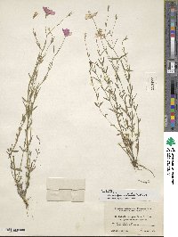 Sabatia campanulata image