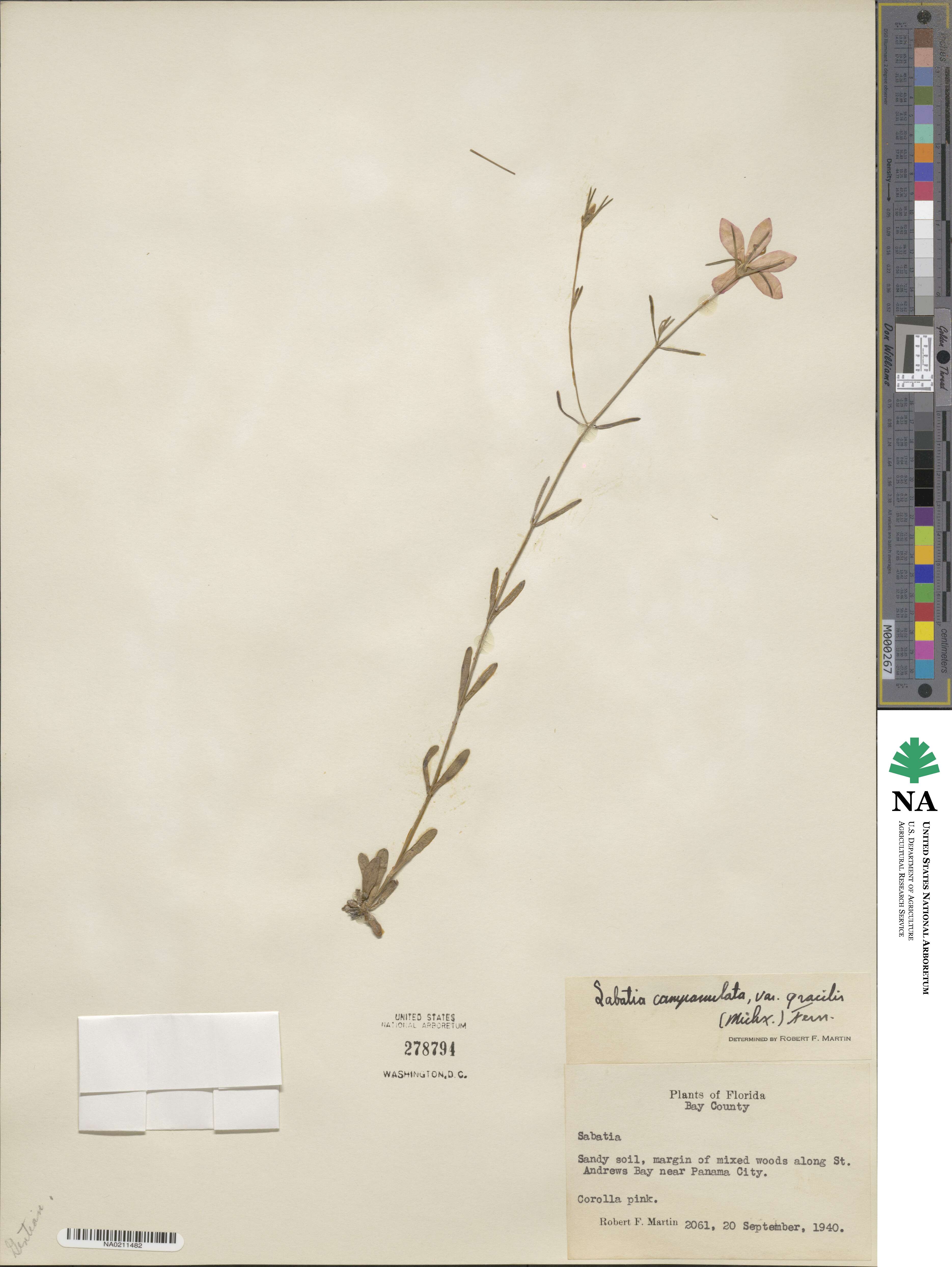 Sabatia campanulata image