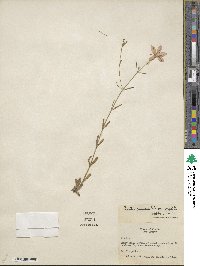 Sabatia campanulata image