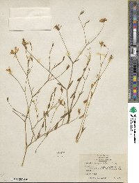 Sabatia campanulata image