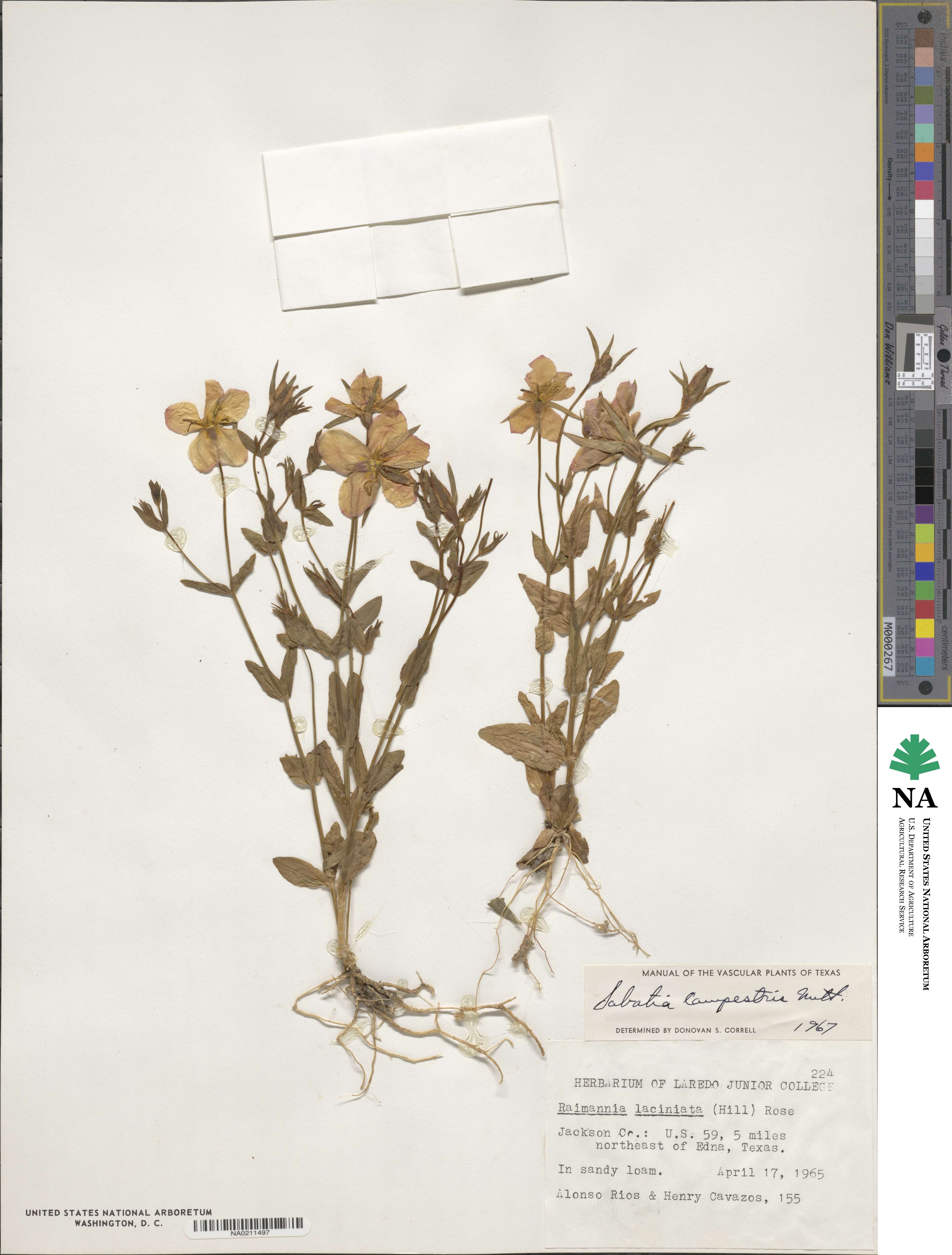 Sabatia campestris image