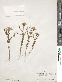 Sabatia campestris image