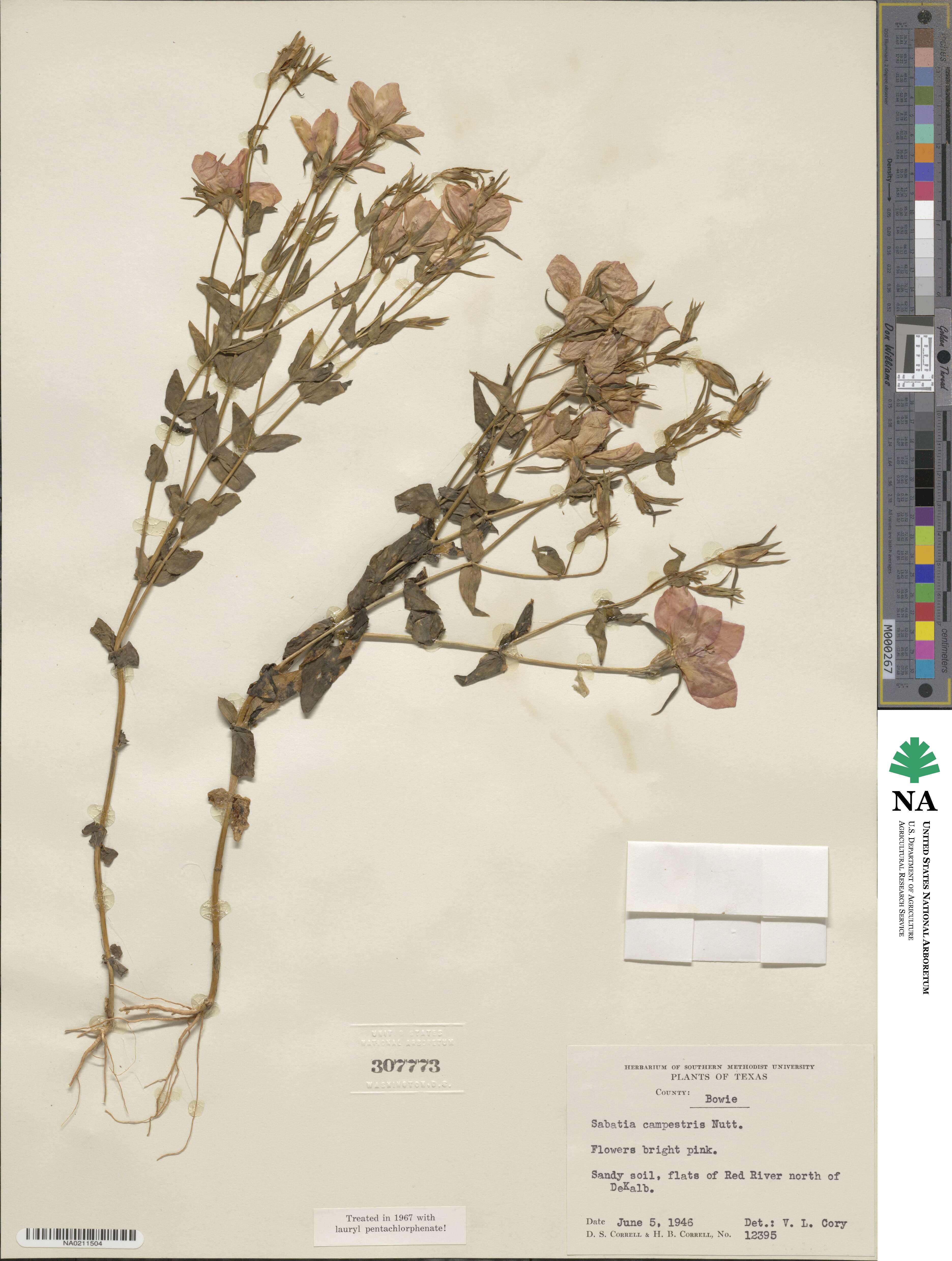 Sabatia campestris image
