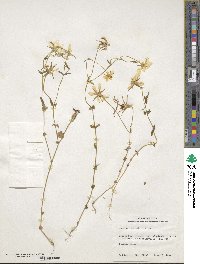 Sabatia campestris image