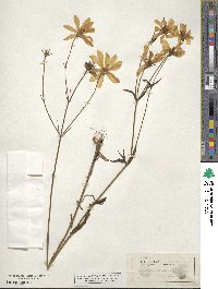 Sabatia dodecandra image