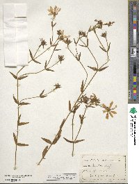 Sabatia dodecandra image