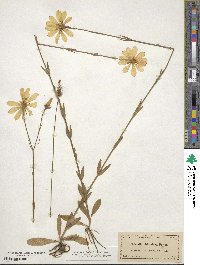 Sabatia dodecandra image