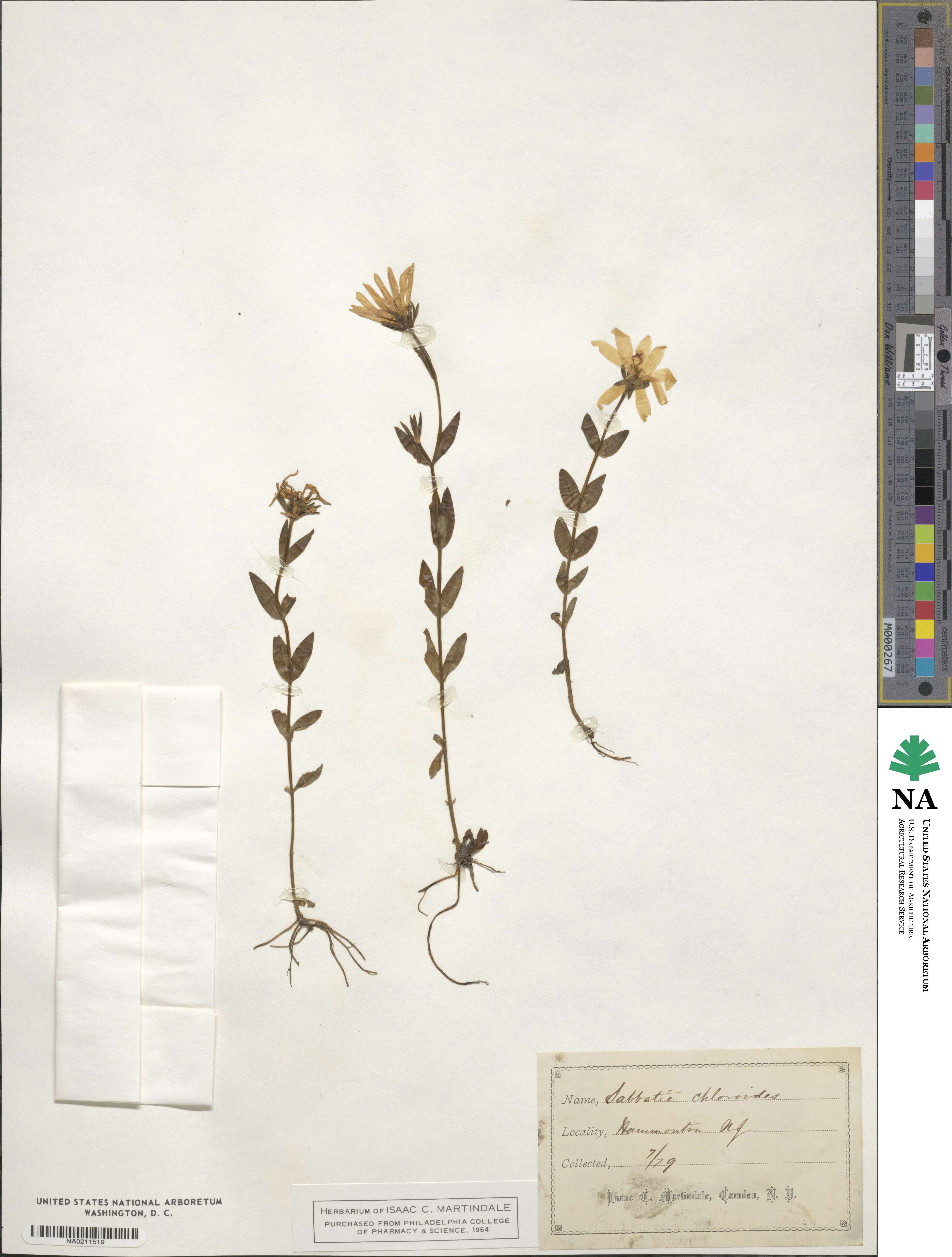 Sabatia dodecandra image