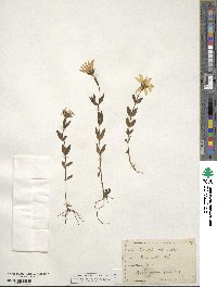 Sabatia dodecandra image