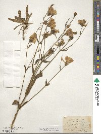 Sabatia dodecandra image