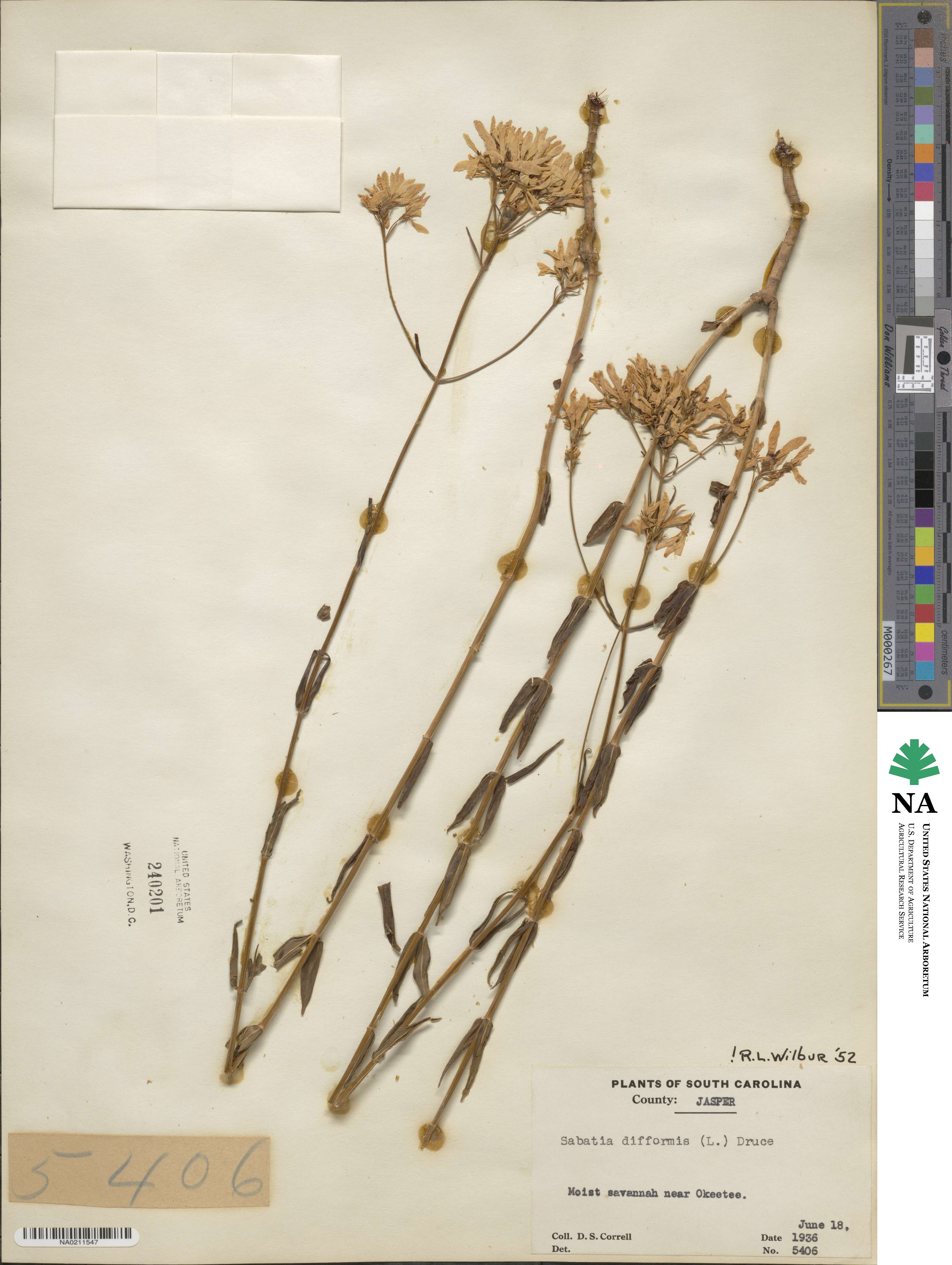 Sabatia difformis image