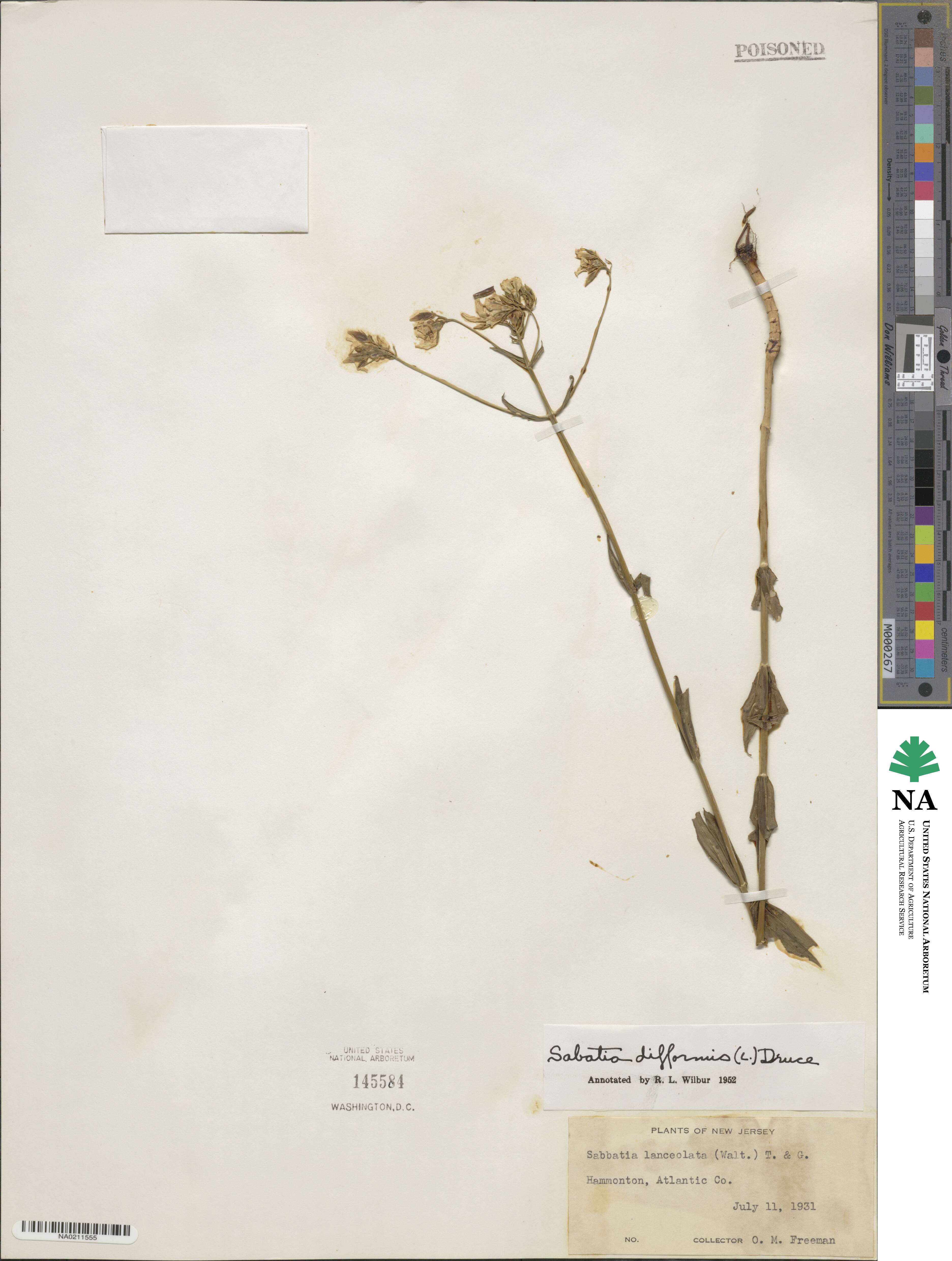 Sabatia difformis image