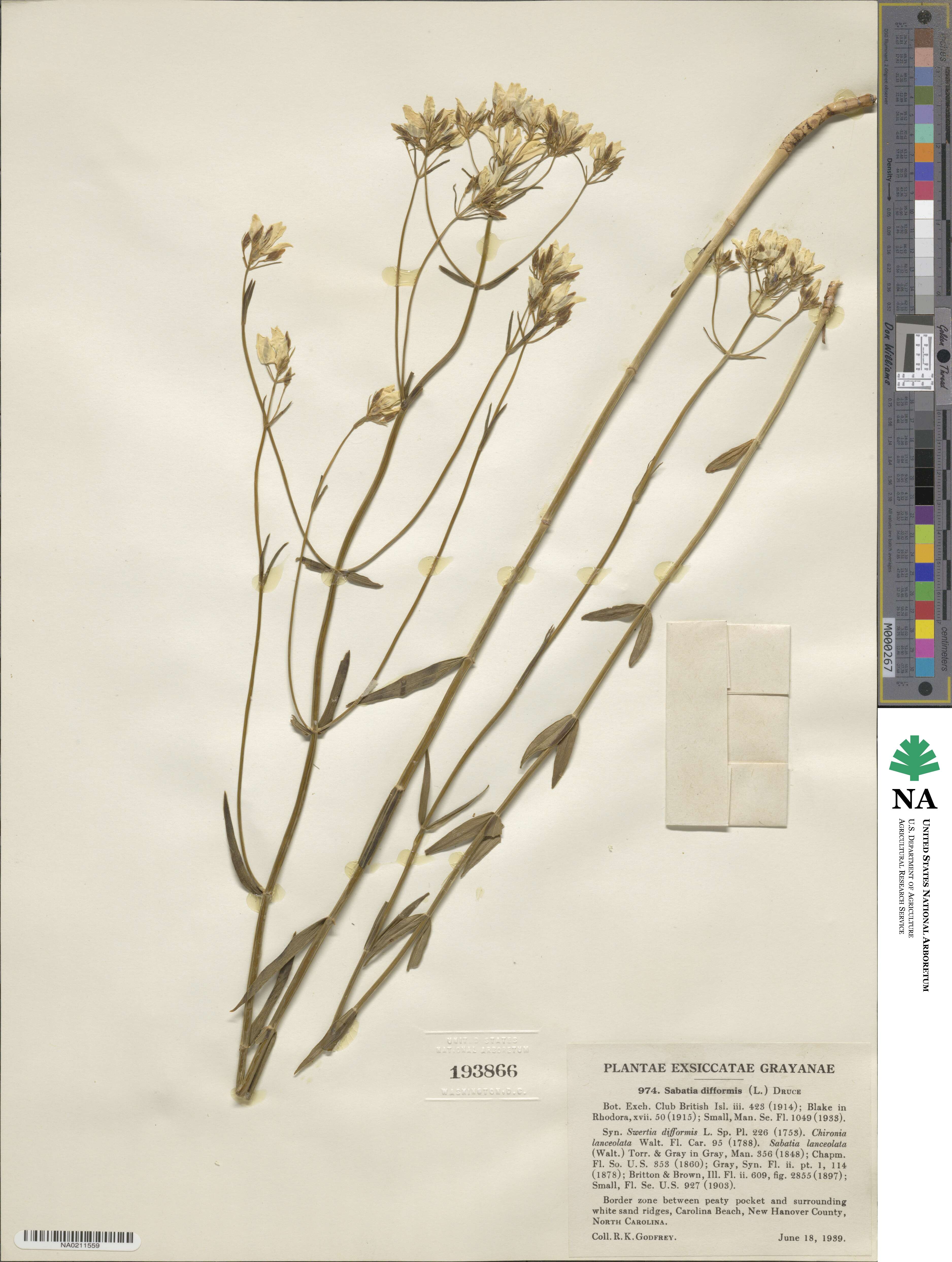 Sabatia difformis image