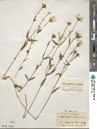 Sabatia dodecandra image