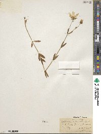 Sabatia dodecandra image