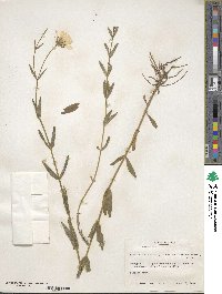 Sabatia dodecandra image